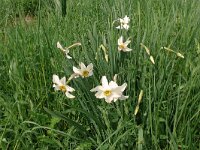 Narcissus poeticus 54, Witte narcis, Saxifraga-Hans Grotenhuis