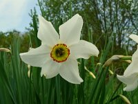 Narcissus poeticus 55, Witte narcis, Saxifraga-Hans Grotenhuis