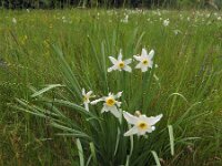 Narcissus poeticus 56, Witte narcis, Saxifraga-Ed Stikvoort : Col du Béal en omgeving richting Chamazel