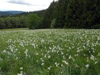 Narcissus poeticus 57, Witte narcis, Saxifraga-Ed Stikvoort : Col du Béal en omgeving richting Chamazel