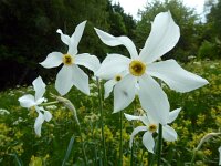 Narcissus poeticus 58, Witte narcis, Saxifraga-Ed Stikvoort : 12 juni 2024 Col du Béal en richting Chamazel