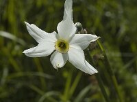 Narcissus poeticus 7, Witte narcis, Saxifraga-Jan van der Straaten