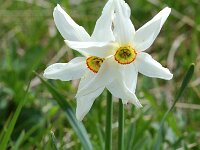 Narcissus poeticus 9, Witte narcis, Saxifraga-Willem van Kruijsbergen
