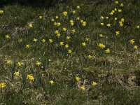 Narcissus pseudonarcissus 1, Wilde narcis, Saxifraga-Jan van der Straaten