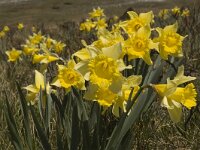 Narcissus pseudonarcissus 11, Wilde narcis, Saxifraga-Marijke Verhagen