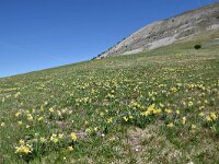Narcissus pseudonarcissus 110, Wilde narcis,  Saxifraga-Luuk Vermeer