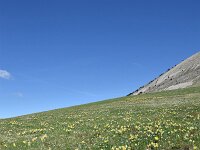 Narcissus pseudonarcissus 111, Wilde narcis,  Saxifraga-Luuk Vermeer