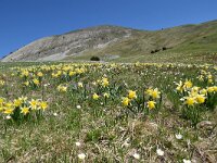 Narcissus pseudonarcissus 112, Wilde narcis,  Saxifraga-Luuk Vermeer