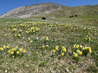 Narcissus pseudonarcissus 113, Wilde narcis,  Saxifraga-Luuk Vermeer