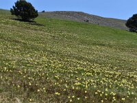 Narcissus pseudonarcissus 114, Wilde narcis,  Saxifraga-Luuk Vermeer