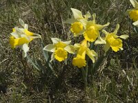 Narcissus pseudonarcissus 12, Wilde narcis, Saxifraga-Marijke Verhagen