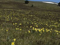 Narcissus pseudonarcissus 13, Wilde narcis, Saxifraga-Marijke Verhagen