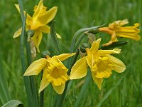 Narcissus pseudonarcissus 19, Wilde narcis, Saxifraga-Willem van Kruijsbergen