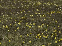 Narcissus pseudonarcissus 2, Wilde narcis, Saxifraga-Jan van der Straaten