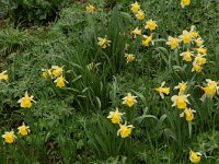 Narcissus pseudonarcissus 24, Wilde narcis, Saxifraga-Willem van Kruijsbergen