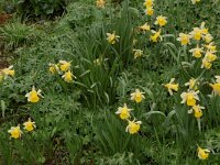 Narcissus pseudonarcissus 26, Wilde narcis, Saxifraga-Willem van Kruijsbergen