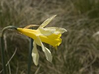 Narcissus pseudonarcissus 29, Wilde narcis, Saxifraga-Jan van der Straaten