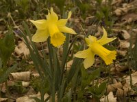 Narcissus pseudonarcissus 31, Wilde narcis, Saxifraga-Willem van Kruijsbergen