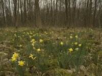 Narcissus pseudonarcissus 37, Wilde narcis, habitat, Saxifraga-Willem van Kruijsbergen