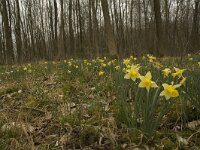 Narcissus pseudonarcissus 39, Wilde narcis, habitat, Saxifraga-Willem van Kruijsbergen