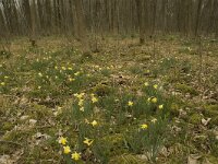Narcissus pseudonarcissus 40, Wilde narcis, habitat, Saxifraga-Willem van Kruijsbergen
