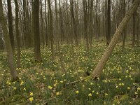 Narcissus pseudonarcissus 41, Wilde narcis, habitat, Saxifraga-Willem van Kruijsbergen