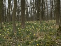 Narcissus pseudonarcissus 44, Wilde narcis, habitat, Saxifraga-Willem van Kruijsbergen