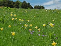 Narcissus pseudonarcissus 46, Wilde narcis, habitat, Saxifraga-Willem van Kruijsbergen