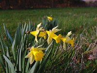 Narcissus pseudonarcissus 50, Wilde narcis, Saxifraga-Hans Dekker