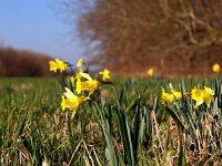 Narcissus pseudonarcissus 51, Wilde narcis, Saxifraga-Hans Dekker