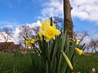 Narcissus pseudonarcissus 52, Wilde narcis, Saxifraga-Hans Dekker