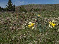 Narcissus pseudonarcissus 55, Wilde narcis, Saxifraga-Willem van Kruijsbergen