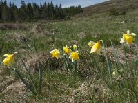 Narcissus pseudonarcissus 57, Wilde narcis, Saxifraga-Willem van Kruijsbergen