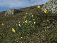 Narcissus pseudonarcissus 58, Wilde narcis, Saxifraga-Willem van Kruijsbergen