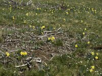 Narcissus pseudonarcissus 6, Wilde narcis, Saxifraga-Marijke Verhagen