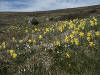 Narcissus pseudonarcissus 60, Wilde narcis, Saxifraga-Willem van Kruijsbergen