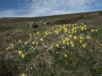 Narcissus pseudonarcissus 61, Wilde narcis, Saxifraga-Willem van Kruijsbergen