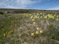 Narcissus pseudonarcissus 62, Wilde narcis, Saxifraga-Willem van Kruijsbergen