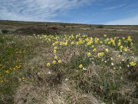 Narcissus pseudonarcissus 63, Wilde narcis, Saxifraga-Willem van Kruijsbergen