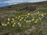 Narcissus pseudonarcissus 64, Wilde narcis, Saxifraga-Willem van Kruijsbergen