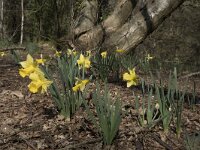 Narcissus pseudonarcissus 71, Wilde narcis, Saxifraga-Willem van Kruijsbergen