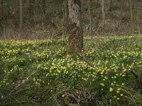 Narcissus pseudonarcissus 72, Wilde narcis, Saxifraga-Willem van Kruijsbergen