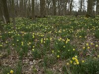 Narcissus pseudonarcissus 77, Wilde narcis, Saxifraga-Willem van Kruijsbergen