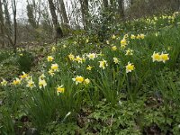 Narcissus pseudonarcissus 80, Wilde narcis, Saxifraga-Willem van Kruijsbergen
