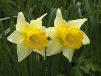 Narcissus pseudonarcissus 81, Wilde narcis, Saxifraga-Willem van Kruijsbergen