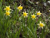 Narcissus pseudonarcissus 82, Wilde narcis, Saxifraga-Willem van Kruijsbergen