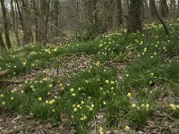 Narcissus pseudonarcissus 83, Wilde narcis, Saxifraga-Willem van Kruijsbergen
