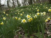 Narcissus pseudonarcissus 84, Wilde narcis, Saxifraga-Willem van Kruijsbergen