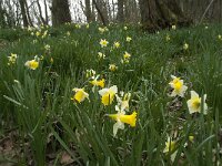 Narcissus pseudonarcissus 85, Wilde narcis, Saxifraga-Willem van Kruijsbergen
