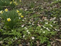 Narcissus pseudonarcissus 86, Wilde narcis, Saxifraga-Willem van Kruijsbergen